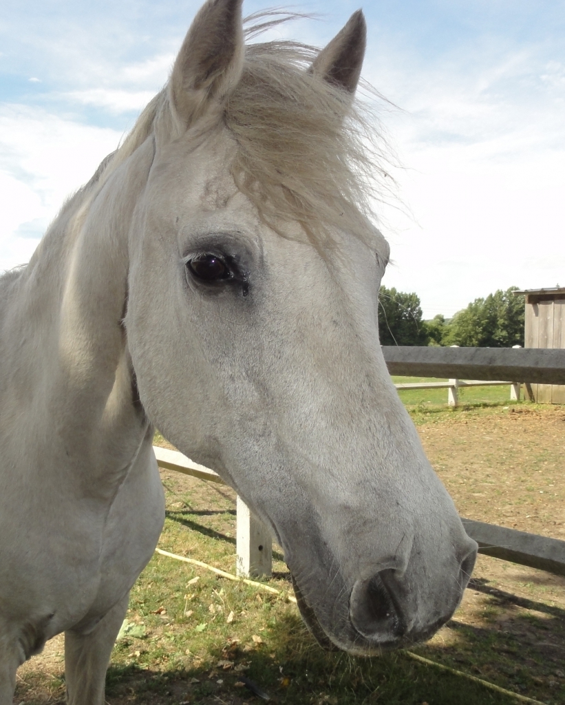 Dorothee Equitation Gouvieux
